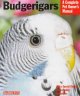 Go to record Budgerigars : everything about purchase, care, nutrition, ...